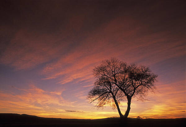  Usa Art Print featuring the photograph Susie's Tree by Latah Trail Foundation