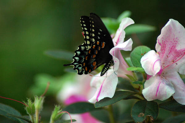 Swallowtail Art Print featuring the photograph Swallowtail 2 by David Weeks