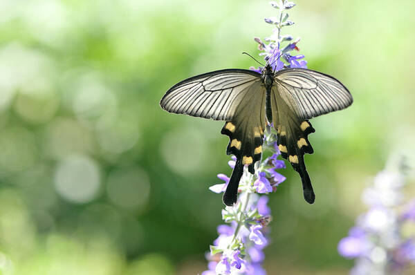 Animal Themes Art Print featuring the photograph Swallowtail Butterfly Atrophaneura by Myu-myu