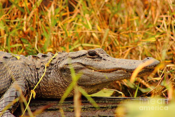 Alligator Art Print featuring the photograph Swamp Gator by Andre Turner
