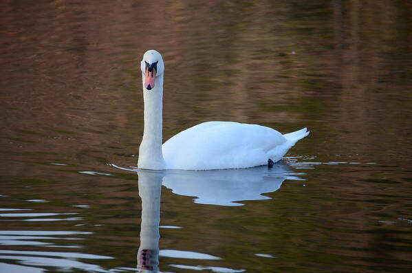 Swan Photographs Art Print featuring the photograph Swan 5 by Ricardo Dominguez