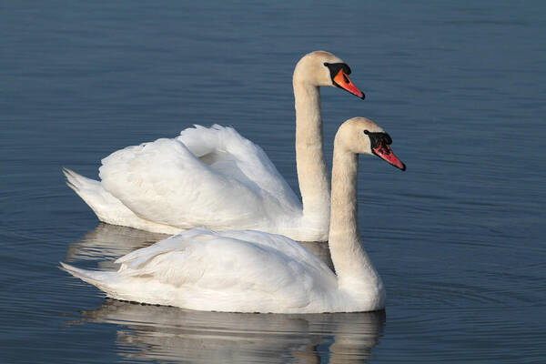 Swan Art Print featuring the photograph Swan by Chris Smith