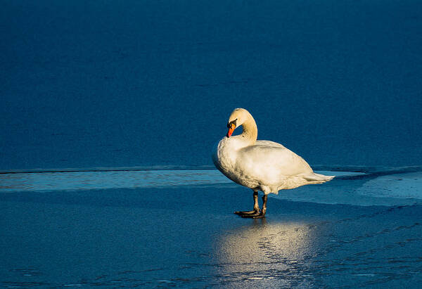 Swan Art Print featuring the photograph Swan In Last Sunlight On Frozen Lake by Andreas Berthold