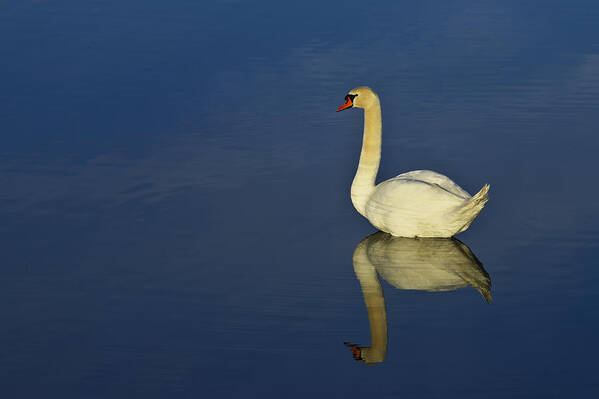 White Art Print featuring the photograph Swan by Ivan Slosar