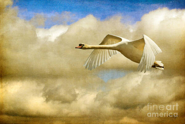 Nature Art Print featuring the photograph Swan Song by Lois Bryan