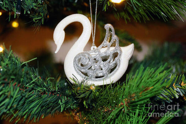 Christmas Art Print featuring the photograph Swans a swimming by Cassandra Buckley