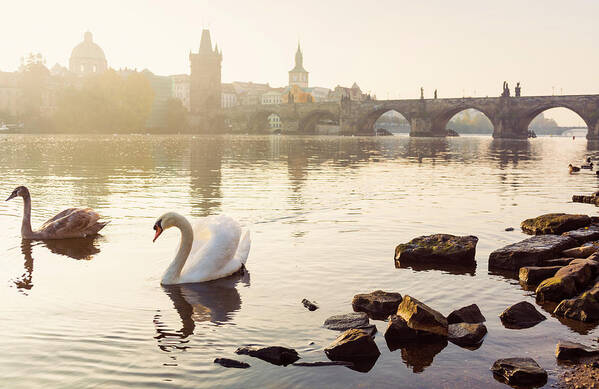 Water's Edge Art Print featuring the photograph Swans In Front Of Charles Bridge In by Spooh