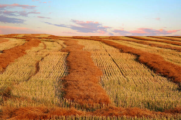 Field Art Print featuring the photograph Swathed Field by Larry Trupp