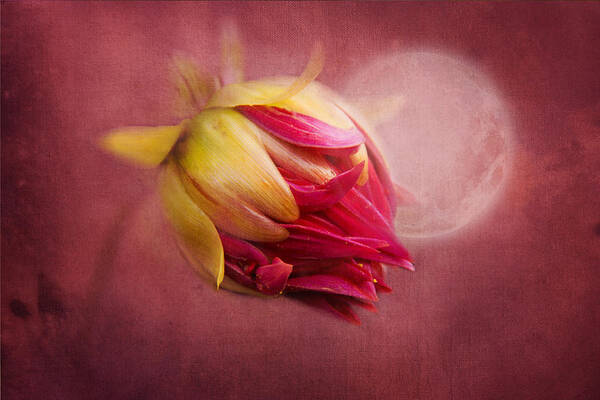 Flower Art Print featuring the photograph Sweet Dreams by Marina Kojukhova