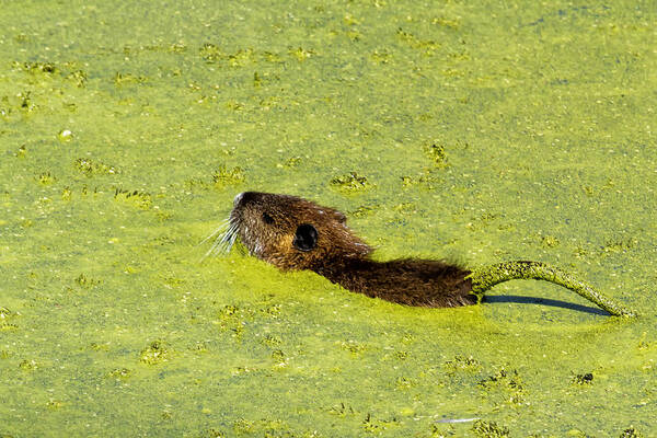 Muskrat Art Print featuring the photograph Swimming in Pea Soup - Baby Muskrat by Belinda Greb