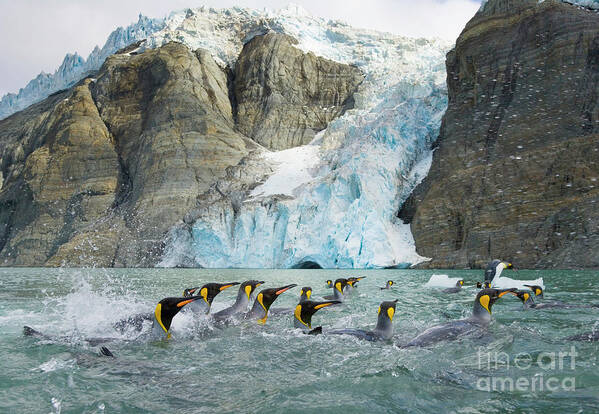 00345360 Art Print featuring the photograph Swimming King Penguins And Glacier by Yva Momatiuk John Eastcott