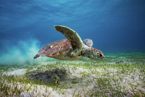 Turtle Art Print featuring the photograph Take Off by Barathieu Gabriel