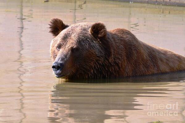 Brutus Art Print featuring the photograph Taking a Dip by Deanna Cagle