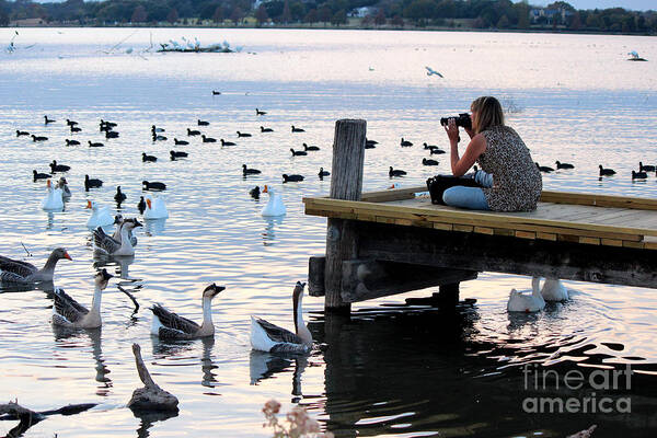 Waterfowl Art Print featuring the photograph Taking the Photo Opportunity by Kathy White