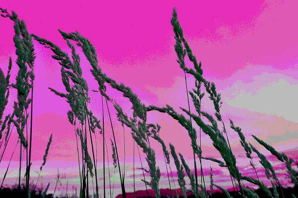 Tall Grass Art Print featuring the digital art Tall Grass Pink Sunset by Lisa Holland-Gillem