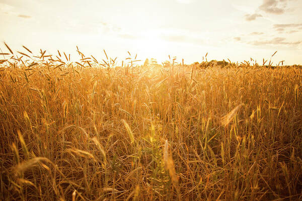 Tall Stalks Of Wheat In Crop Field Art Print by Aliyev Alexei Sergeevich -  Photos.com