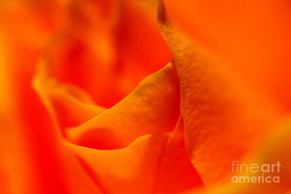 Rose Art Print featuring the photograph Tangerine Dreams by Pamela Gail Torres
