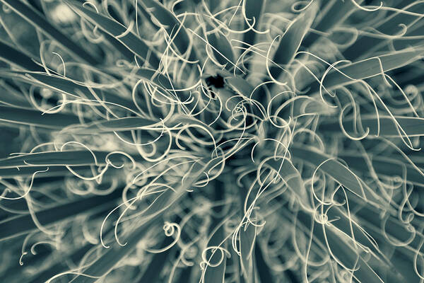 Nature Art Print featuring the photograph Tangled by Jonathan Nguyen