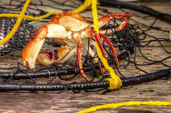 Crab Art Print featuring the photograph Tangled 0080 by Kristina Rinell