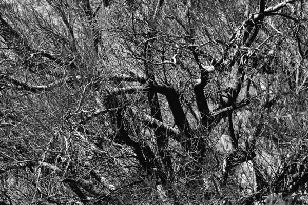 Tree Art Print featuring the photograph Tangled Palo Verde by Joe Kozlowski