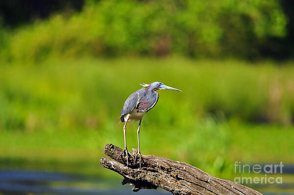 Heron Art Print featuring the photograph Tantalizing Tricolored by Al Powell Photography USA