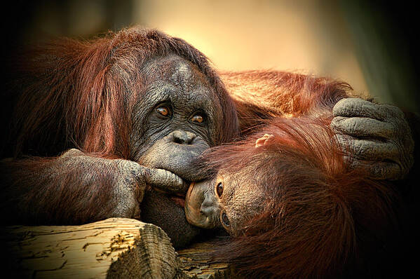 Orangutan Art Print featuring the photograph Tender Moment by Donna Proctor