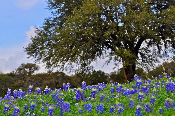 Spring Art Print featuring the photograph Texas Bluebonnets by Kristina Deane
