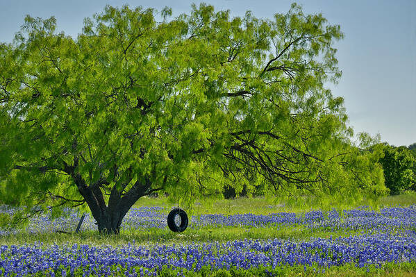 Texas Bluebonnets Art Print featuring the photograph Texas Life - Bluebonnet Wildflowers landscape tire swing by Jon Holiday
