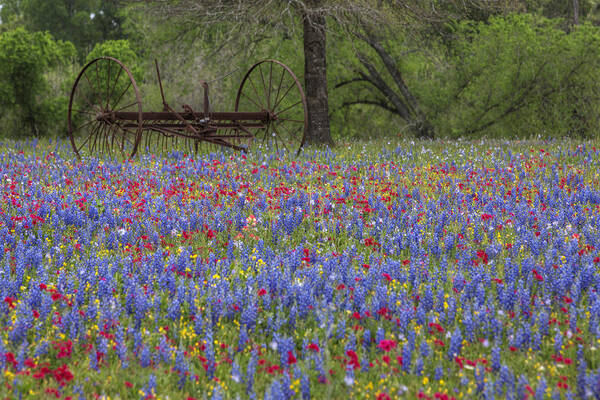 Bluebonnets Art Print featuring the photograph Texas Wildflower Images - Luling Bluebonnets 1 by Rob Greebon