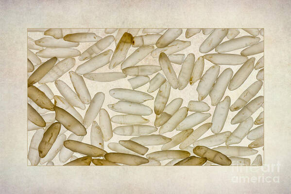 Abstract Art Print featuring the photograph Textured Rice Grains by John Edwards