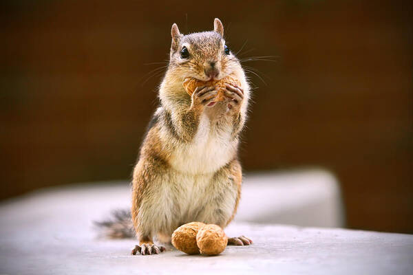 Chipmunk Art Print featuring the photograph That Nutty Smile of Yours by Peggy Collins