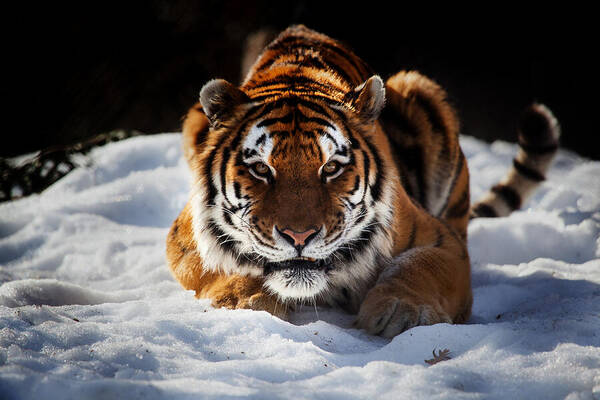 Tiger Art Print featuring the photograph The Amur Tiger by Karol Livote