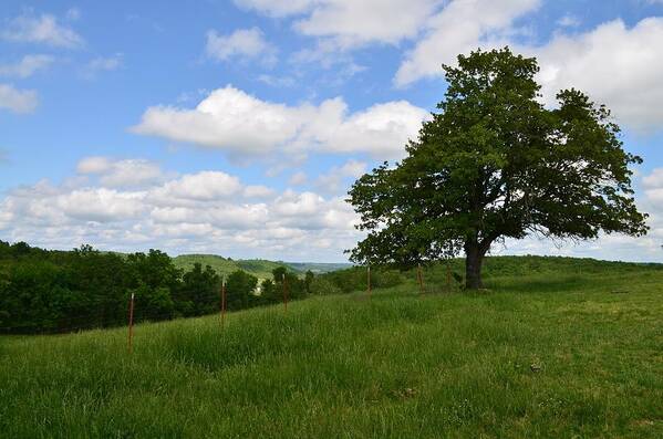 Bergman Arkansas Art Print featuring the photograph The Back Field by Laureen Murtha Menzl