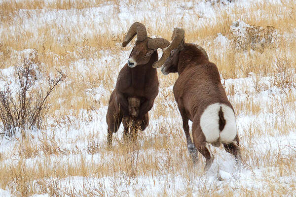 Bighorn Sheep Art Print featuring the photograph The Battle for Dominance by Jim Garrison