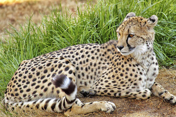 Cheetah Art Print featuring the photograph The Beautiful Cheetah by Jason Politte