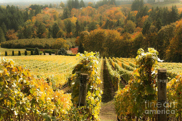 Spiritual Art Print featuring the photograph The Beautiful Willamette Valley by Margaret Hood