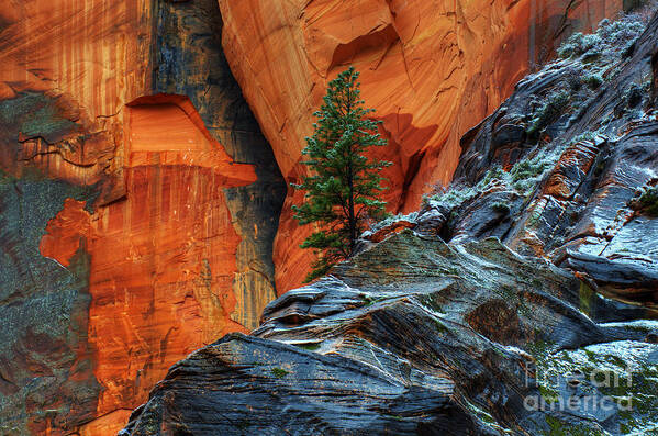 Beauty Art Print featuring the photograph The Beauty Of Sandstone Zion by Bob Christopher