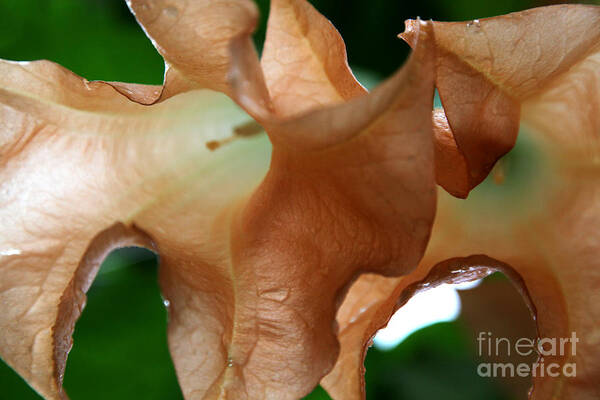 Large Art Print featuring the photograph The Brugmansia Flower by Jennifer Camp