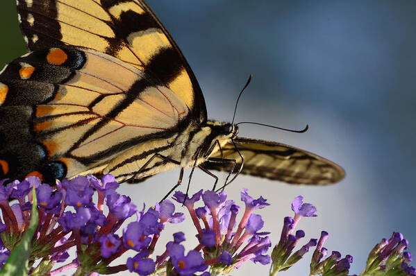 Butterfly Art Print featuring the photograph The Butterfly by Lori Tambakis