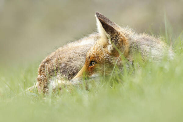 The Netherlands Art Print featuring the photograph The Catcher in the Grass II  Red Fox by Roeselien Raimond