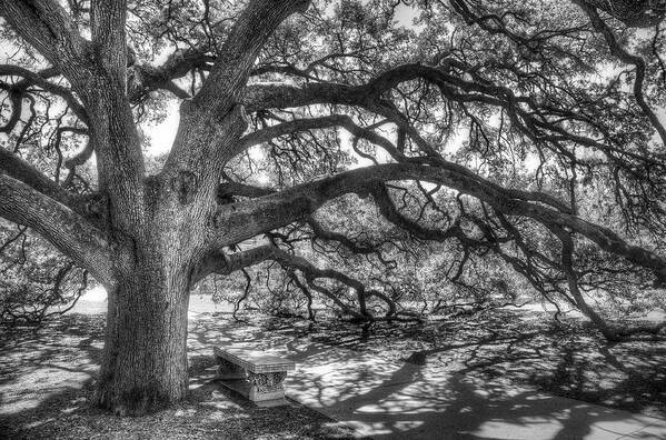 Tree Art Print featuring the photograph The Century Oak by Scott Norris