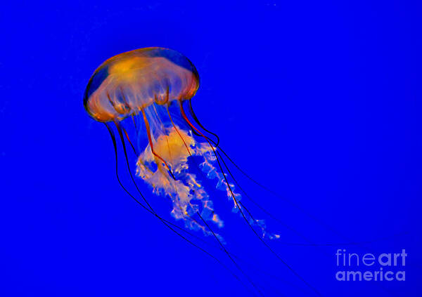 Sea Nettle Art Print featuring the photograph The Deep by Kathy Baccari