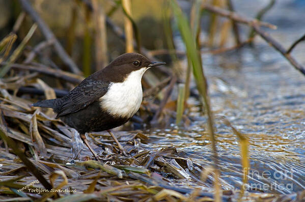 The Dipper Art Print featuring the photograph The Dipper by Torbjorn Swenelius