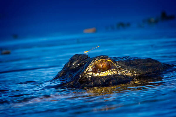 Alligator Art Print featuring the photograph The Dragon And The Dragonfly II by Mark Andrew Thomas