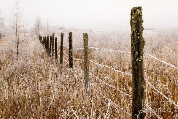 Frost Art Print featuring the photograph The Fence Still Stands by Lori Dobbs