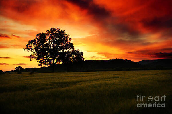 Sunset Art Print featuring the photograph the Fire on the Sky by Ang El