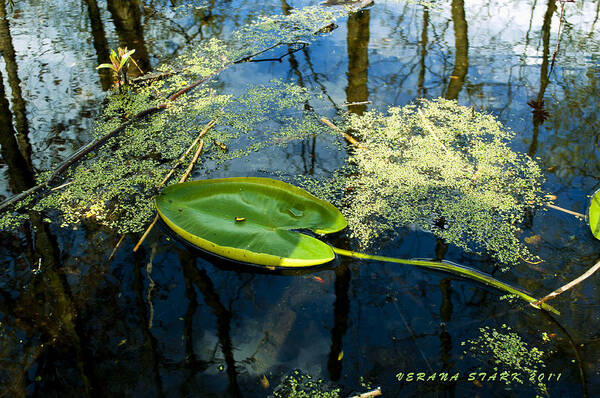Leaf Art Print featuring the photograph The Floating Leaf of a Water Lily by Verana Stark