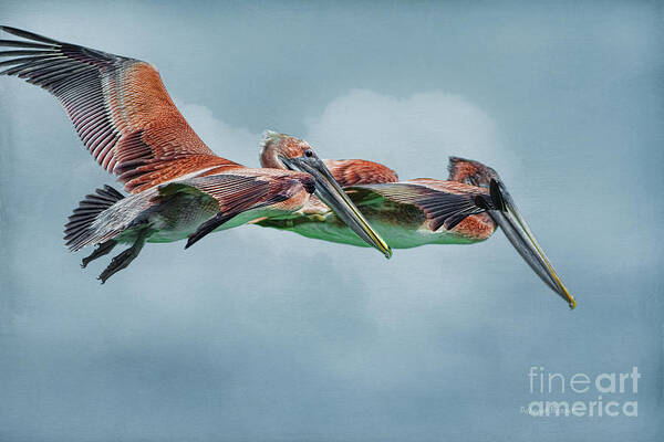Pelicans Art Print featuring the photograph The Flying Pair by Deborah Benoit