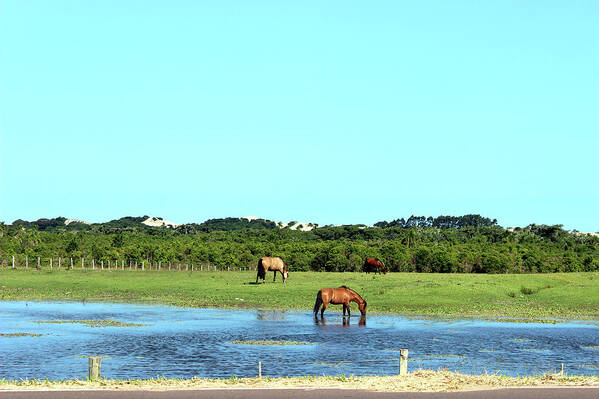 Horse Art Print featuring the photograph The Freshly Baked Pasture Water - Rio by Lelia Valduga