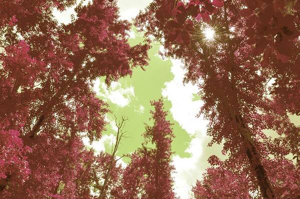 Pink Trees Art Print featuring the photograph The Glimpse Sublime by Laureen Murtha Menzl